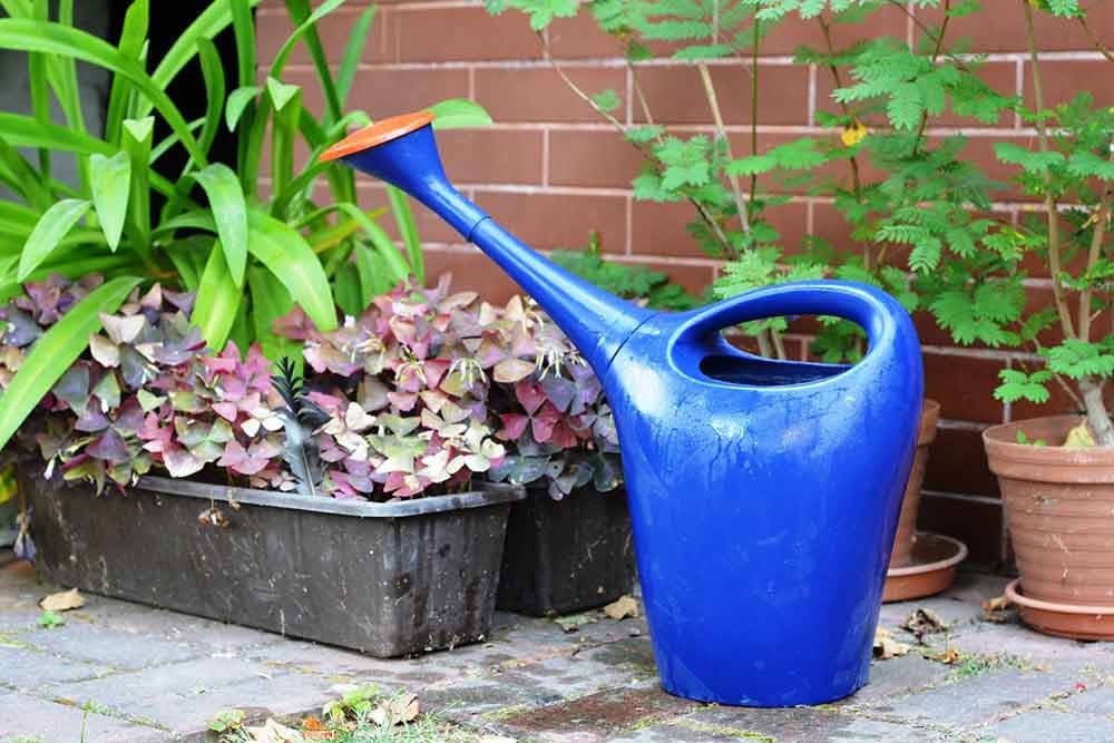 Uz HIDROGEN će vaše biljke biti bujne čak i zimi - Evo kako da ga primjenjujete