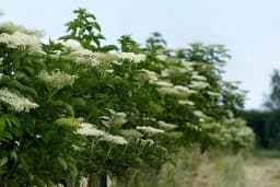 Savjeti za uzgoj bazge/zove