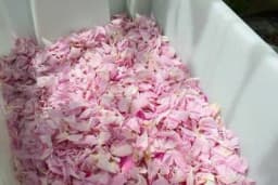 Čaj od ruže opušta i uspavljuje