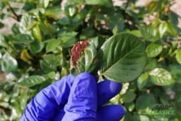 Kako da znate da li biljka može da se oporavi? Obratite pažnju na ove znakove