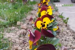 Cvijeće koje možete da zasadite u februaru: Na proljeće ćete imati najljepšu baštu