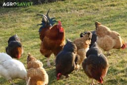 Da li koke u slobodnom uzgoju daju kvalitetnija jaja?