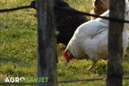 Proizvodnja jaja - Obratiti pažnju na sam odabir koka nosilja ali i druge bitne faktore