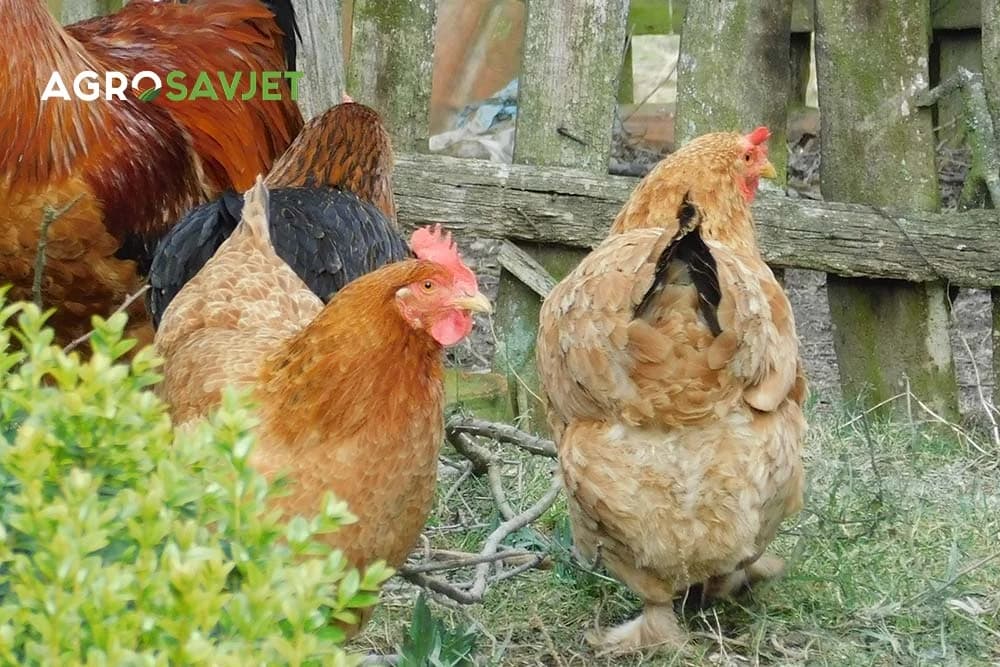 kokoške u dvorištu
