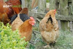 8 razloga da gajite kokoške u dvorištu: Korisnija životinja od ove ne postoji!