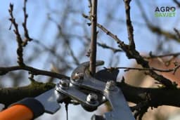 Greške kod rezidbe voćaka - S nekoliko pravilnih zahvata, možete napraviti 80% rezidbe voćke