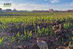 Đubriva KAN i ASN za prvu prihranu žitarica