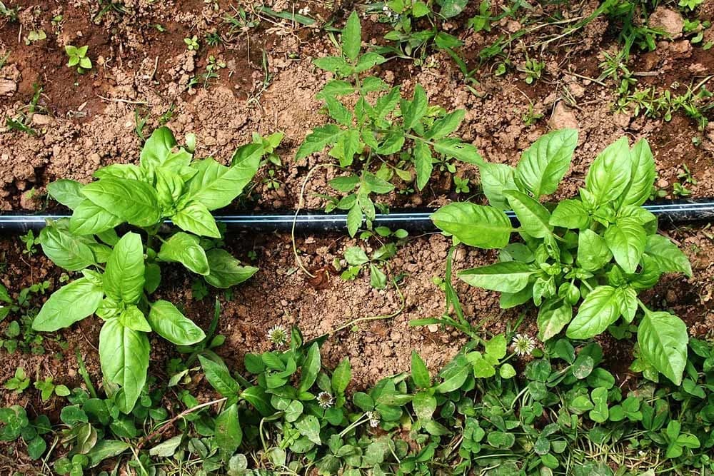 začinsko bilje i povrće