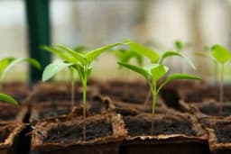 Priprema zemlje za dobar rasad