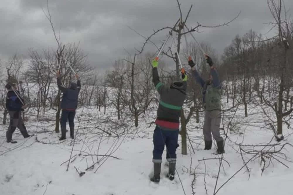 orezivanje voćki