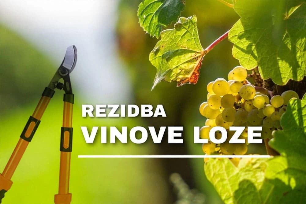 rezidba vinove loze