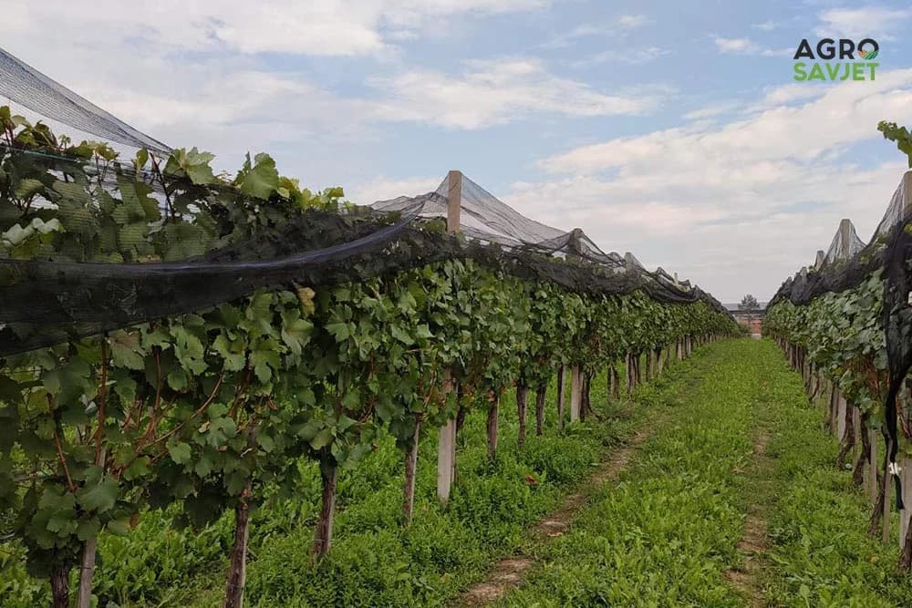 vinograd