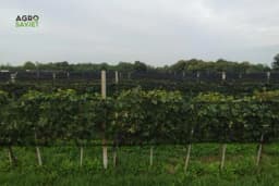 Uticaj klime na vinovu lozu