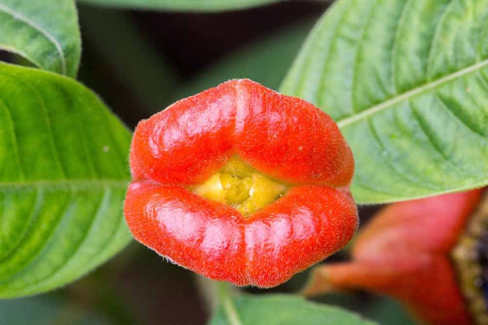 Psychotria elata