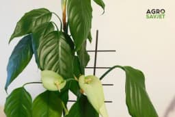 TAJNA PROFESIONALNIH CVJEĆARA: Jednom mjesečno u vodu sipajte OVAJ SASTOJAK i sobno cvijeće će cvjetati tokom čitave godine