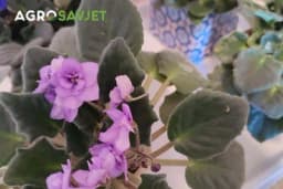 Tajne njegovanja afričkih ljubičica: Savjeti za zdrav i bujan rast