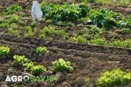 BAŠTA BEZ HEMIJE – Lijekovi za biljke iz bakine kuhinje