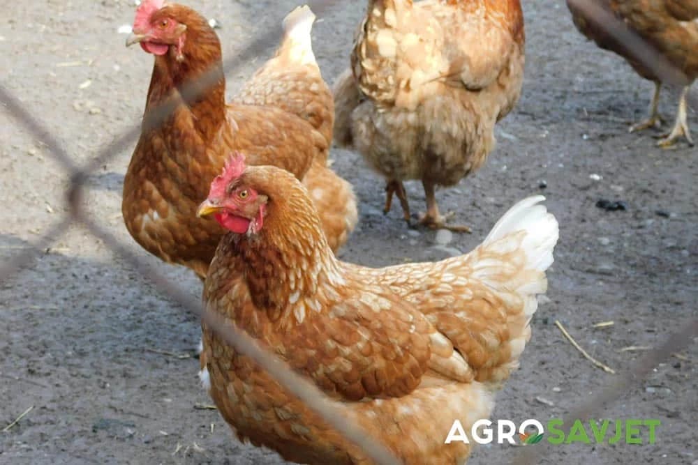 bolesti kokošaka