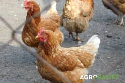 Zaštita živine od visoko patogene influence ptica: Praktični savjeti i preporuke