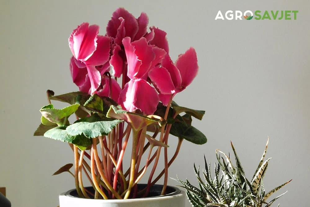 roze ciklama