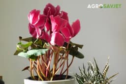 Slijedite ove savjete i vaša ciklama će rasti i cvjetati dugi niz godina