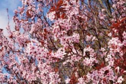 Crvenolisna šljiva - Otporno drvo, idealno za mala dvorišta