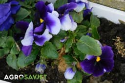 Infuzija za cvijeće koja se pravi od samo dva sastojka