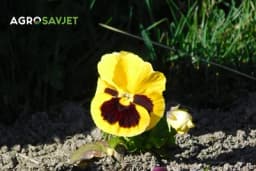 Koje baštenske biljke cvjetnice možete posijati do kraja marta