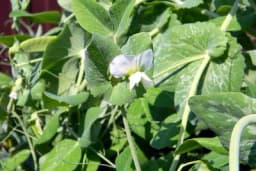 Kada i kako se sije grašak?