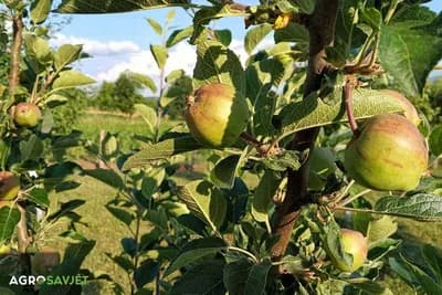 Da li je moguće da se proizvede jabuka bez pesticida?