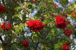 OTKRIJTE TAJNE JEREBIKE - Jestiva divlja jabuka s moćnim zdravstvenim prednostima
