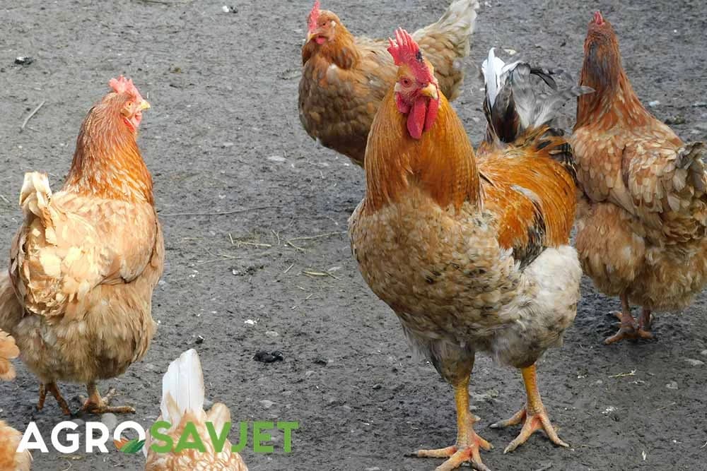 kokoške