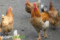 Kako osigurati da vaše kokoške daju više jaja u proljeće?