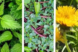 Tri biljke koje se smatraju korovom a prava su riznica zdravlja