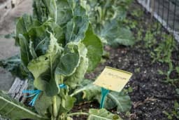 Upoznajte pet najboljih organskih đubriva za vašu baštu