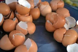 Pravi baštovani svako proleće bacaju LJUSKE OD JAJA po zemlji, a razlog je FANTASTIČAN