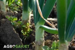 Ne dozvolite da vaš mladi luk bude uništen! Pročitajte savjete za njegovu zaštitu!