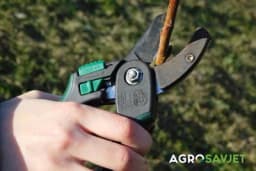 Voćke vole orezivanje - Ovo su osnovna pravila pri rezidbi