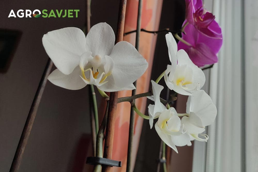 cvjetovi orhideja