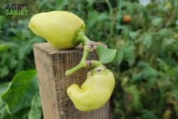 Proizvodnja paprike - Kada se sije, a kada sadi