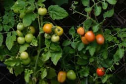 Šta treba uraditi sa rasadom da bi PARADAJZ bio OTPORNIJI NA NAPAD PLAMENJAČE?