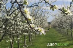 Zaštita voćaka u cvatnji