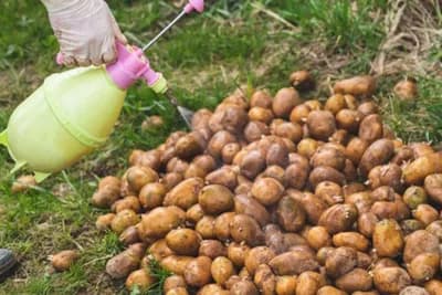Zaštita KRTOLA KROMPIRA prije sadnje - Ovo su najefikasniji PRIRODNI pripravci