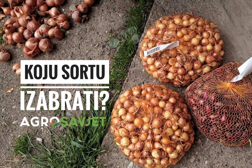 sadnja proljetnog luka