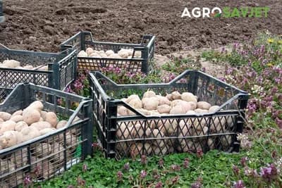 Sjetva MLADOG KROMPIRA – Posijte ga U MARTU, a vadite u JUNU