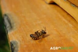 Koji su najveći neprijatelji pčela i zbog čega dolazi do njihovog uginuća