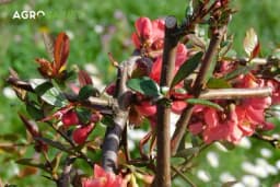 Ukrasna dunja - sve što trebate znati o održavanju ove popularne grmolike biljke