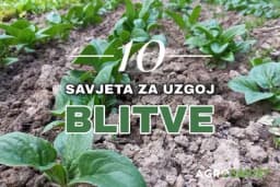 10 ključnih savjeta za uspješnu proljetnu sadnju i uzgoj blitve