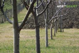 Sedam najboljih voćaka i grmova za sadnju u decembru