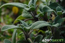 Savjeti za uspješno gajenje žalfije